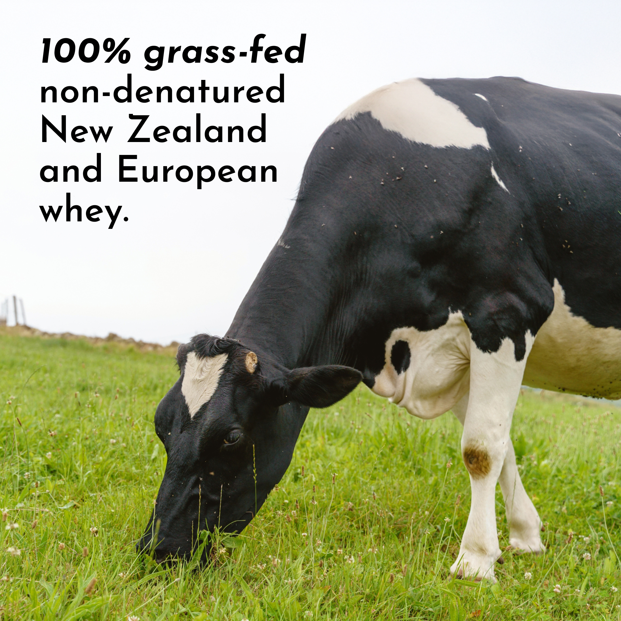 Strawberries & Cream Protein Powder