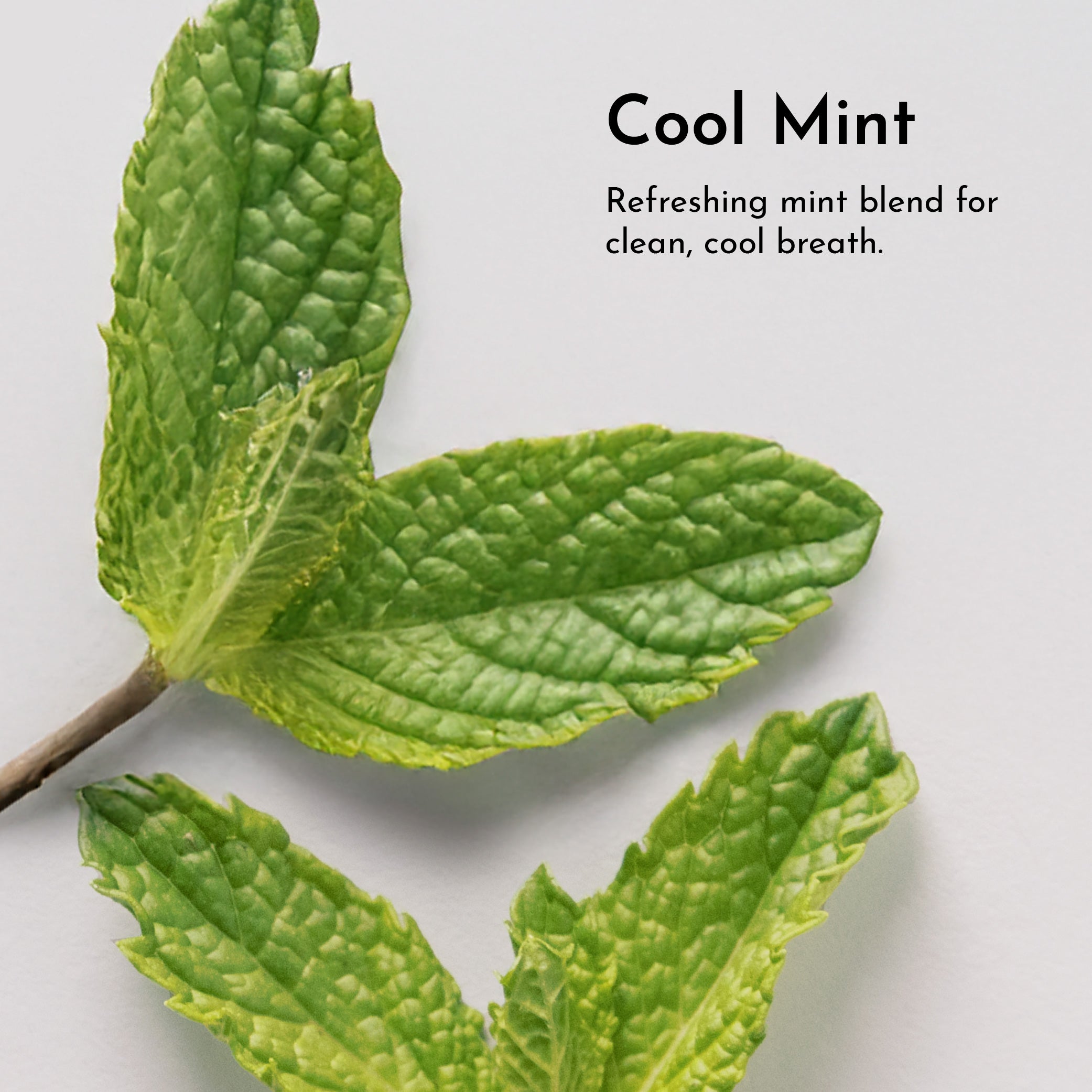 Remineralizing Tooth Powder (Mint)